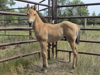 Bluestem Styx JW <BR>AQHA PENDING